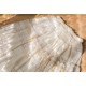 Sweet Dreamer Nunnally Vintage Lace Underskirt(Pre-Made/Limited)